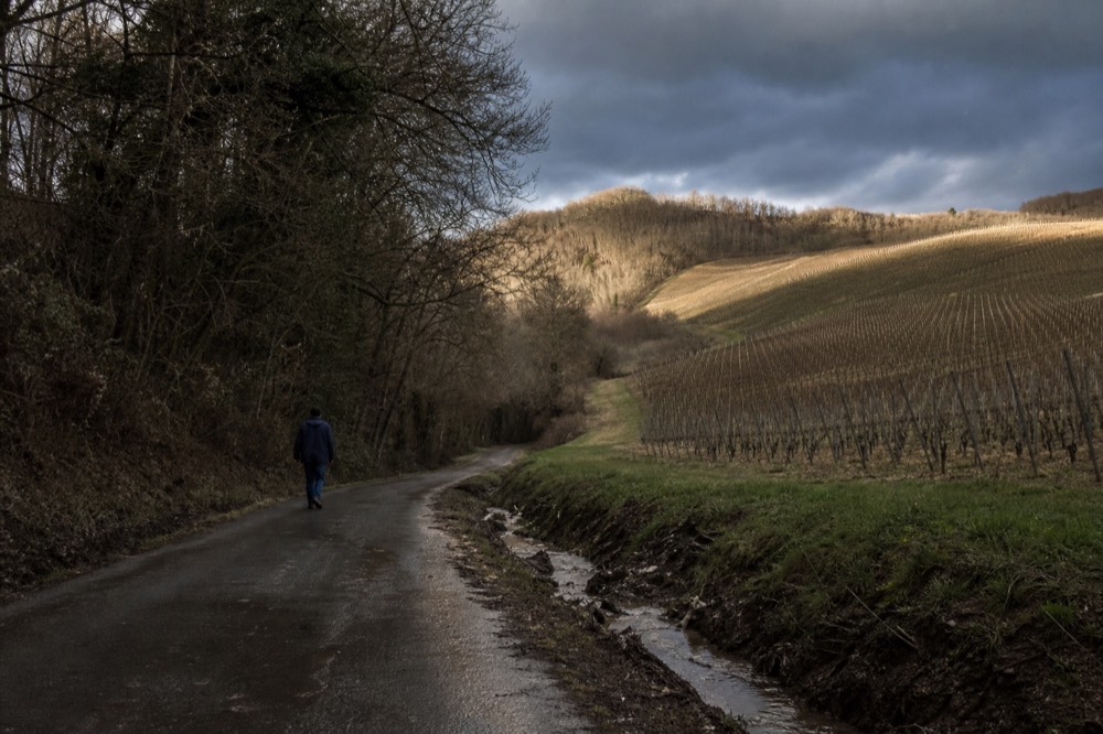 A rural road with no shoulder and a vineyard on one side, no text, no logos, no people