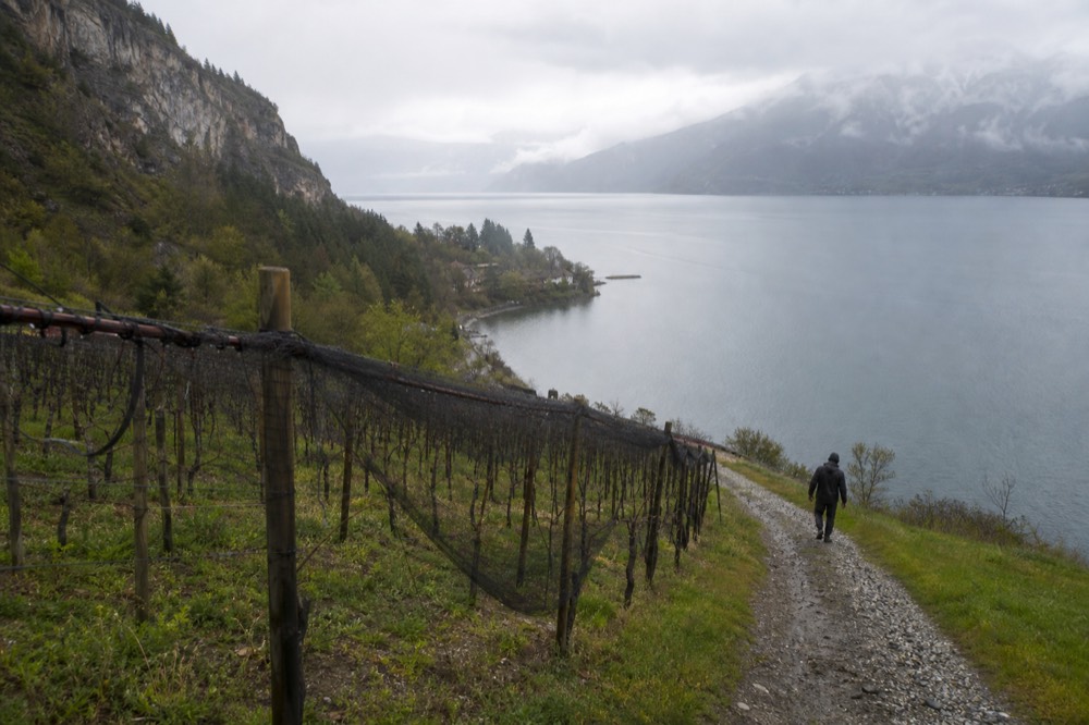 Rows of Riesling vines on a sloped vineyard above a Finger Lakes lake, no text, no logos, no people