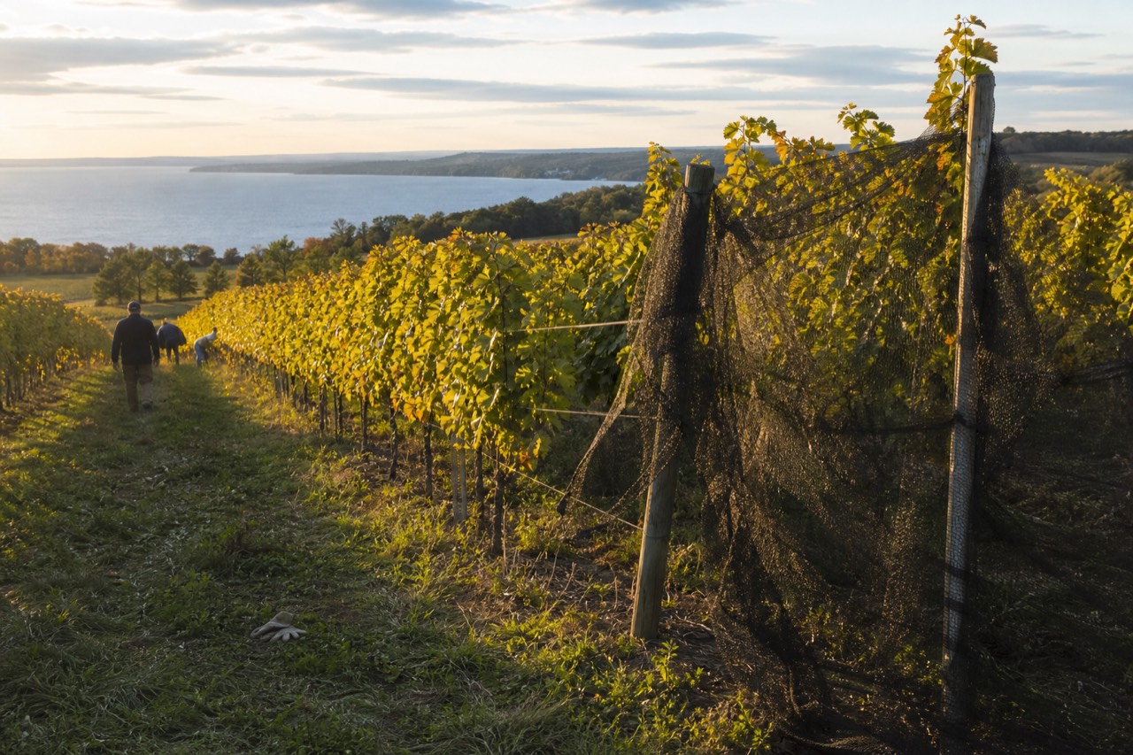 Vineyard rows on a slope above a Finger Lakes shoreline at golden hour, no text, no logos, no people
