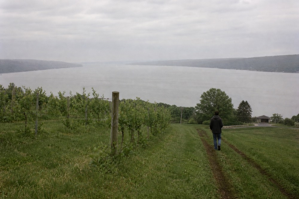 Vineyard slope running down toward the long open water of Seneca Lake, no text, no logos, no people