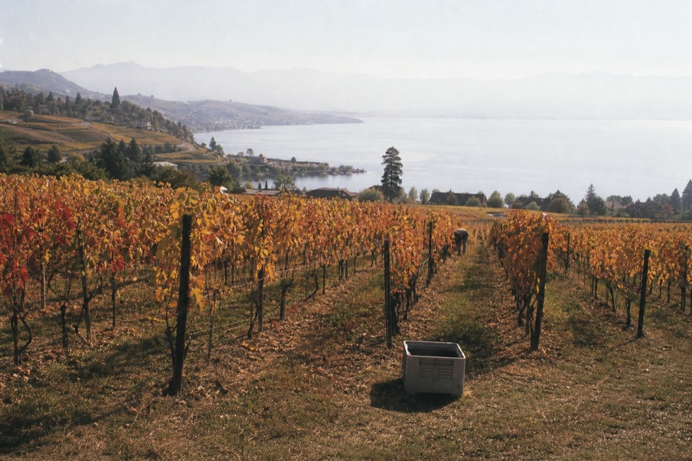 Fall-colored vineyard rows running down toward a Finger Lake at harvest time, no text, no logos, no people