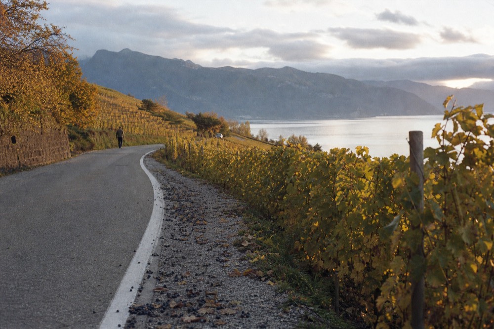 A winding lakeside road with vineyard signs along the shoulder, no text, no logos, no people