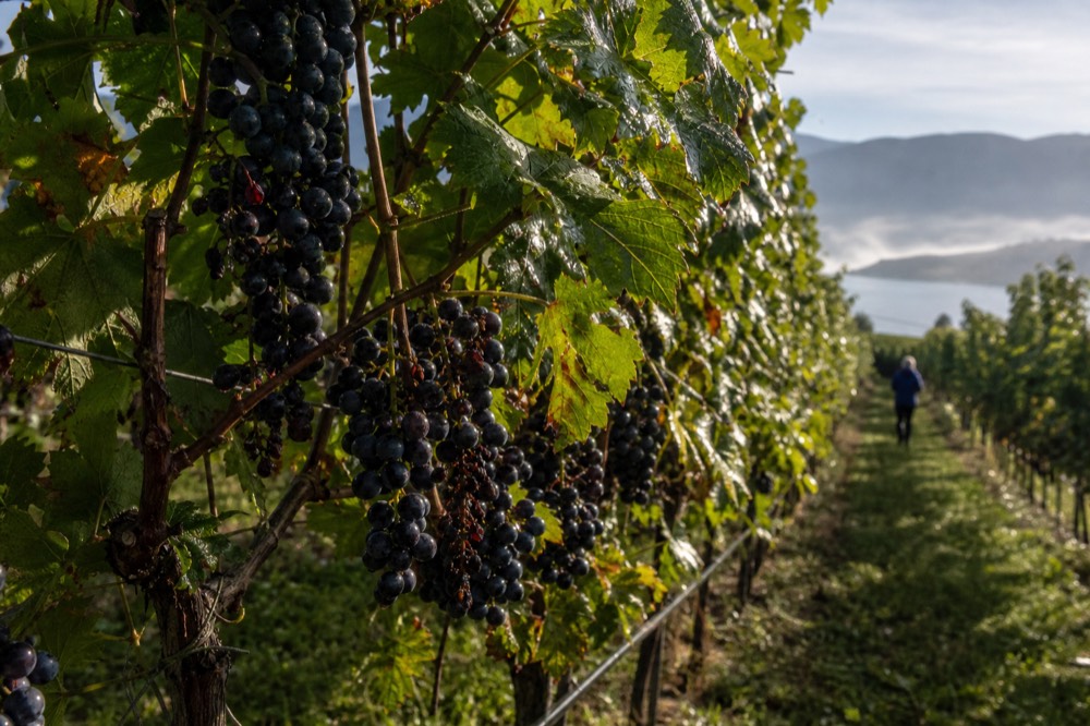 Grapes hanging ripe on the vine at a Finger Lakes vineyard in early autumn, no text, no logos, no people