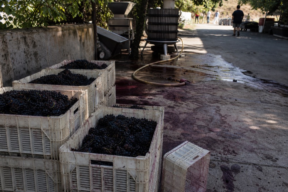 Crates of freshly picked grapes at a winery crush pad in fall, no text, no logos, no people