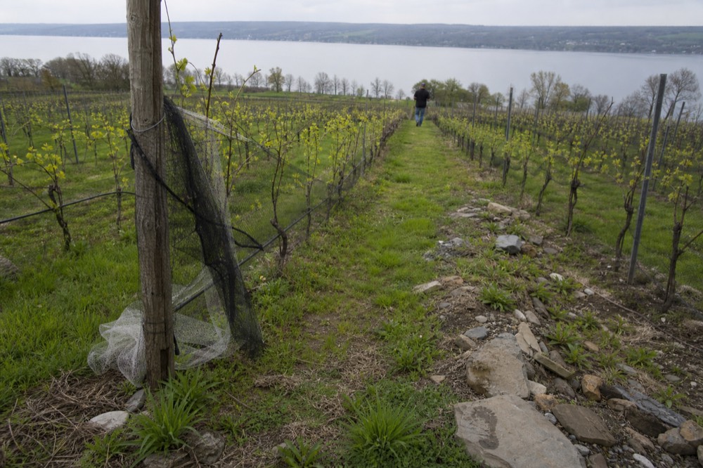 Vineyard slope descending toward Canandaigua Lake with rows of vines, no text, no logos, no people