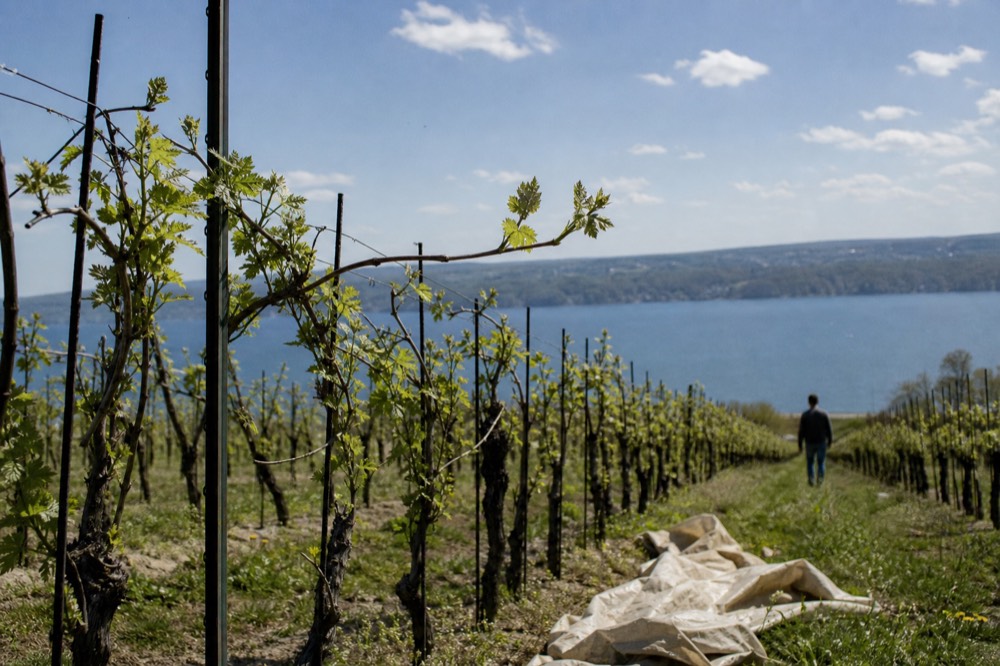 A vineyard row running down a slope toward a long Finger Lake, no text, no logos, no people
